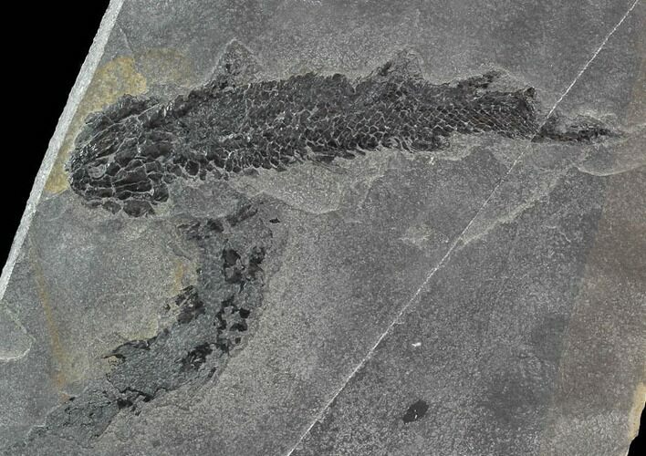 Pair Of Devonian Lobed-Fin Fish (Osteolepis) - Scotland #93943